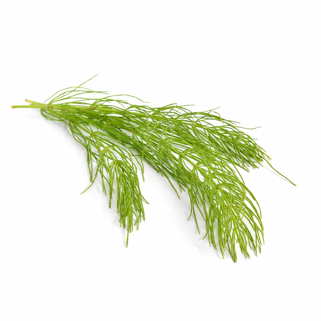 hushhush-plant-your-day-koostis-poldosi